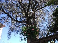 Ginestra di Milo